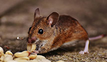 24 Hour & Emergency Exterminators in Le Claire, IA